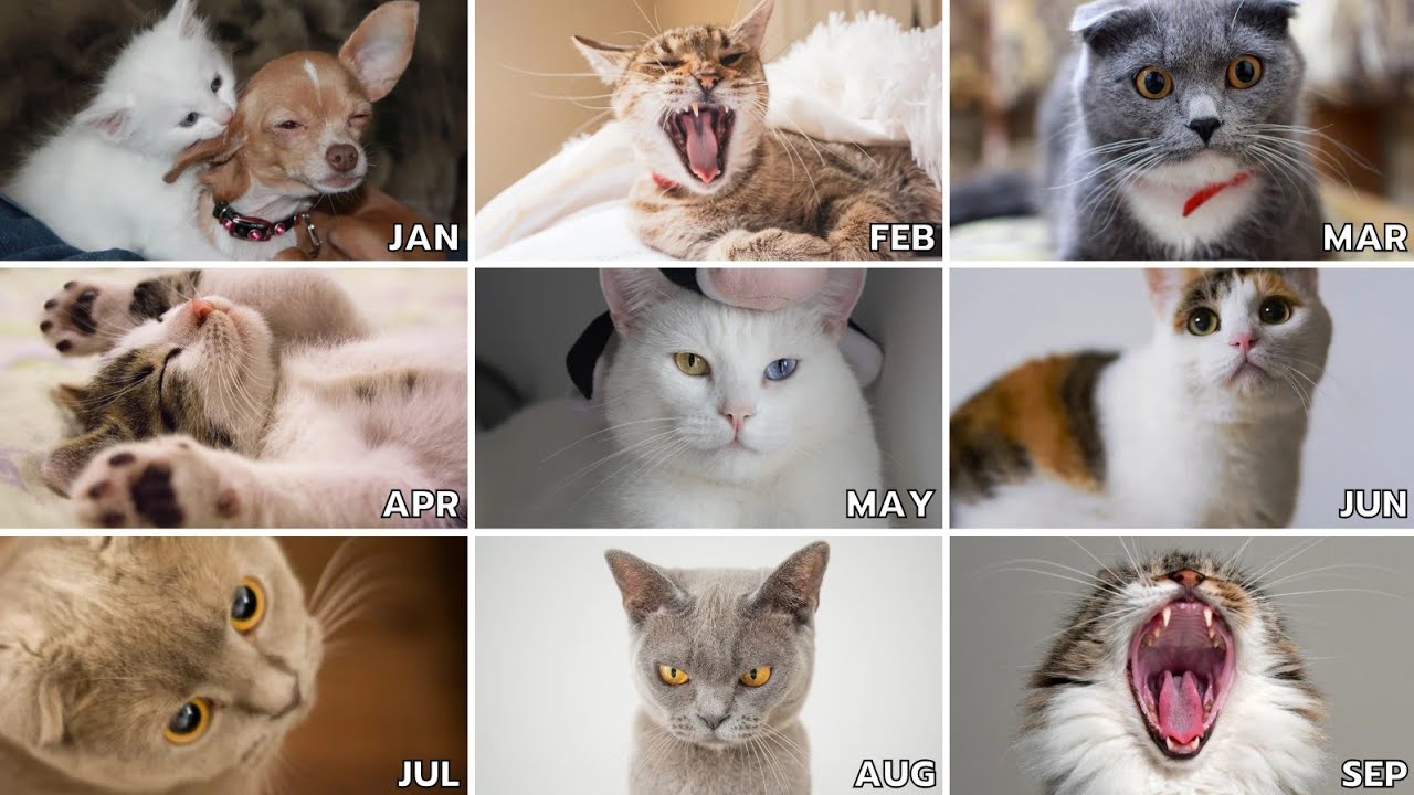 Cat in angry mood #cat #catbehavior 