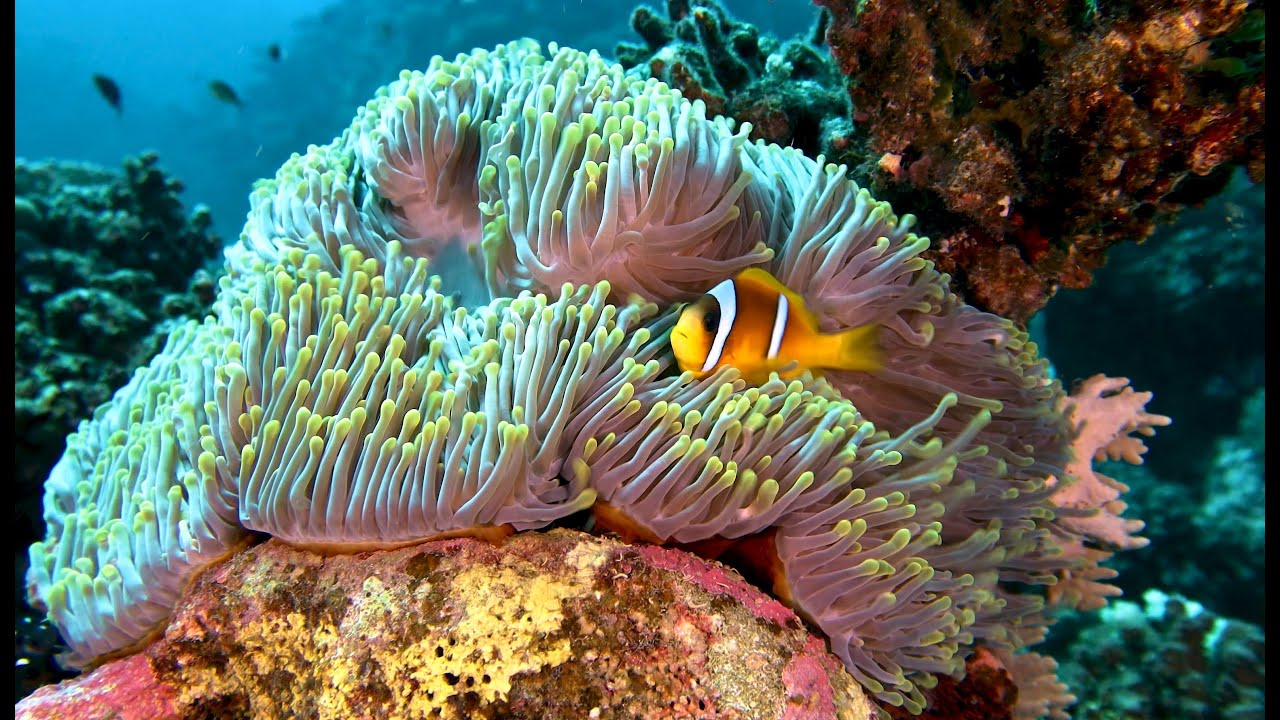 The BEST of Red Sea scuba diving safari 2024 4K