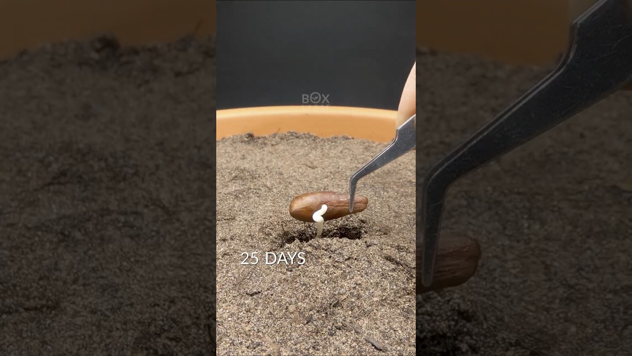 Date Palm Time-lapse - visit boxlapse.info for stuff i use in my videos