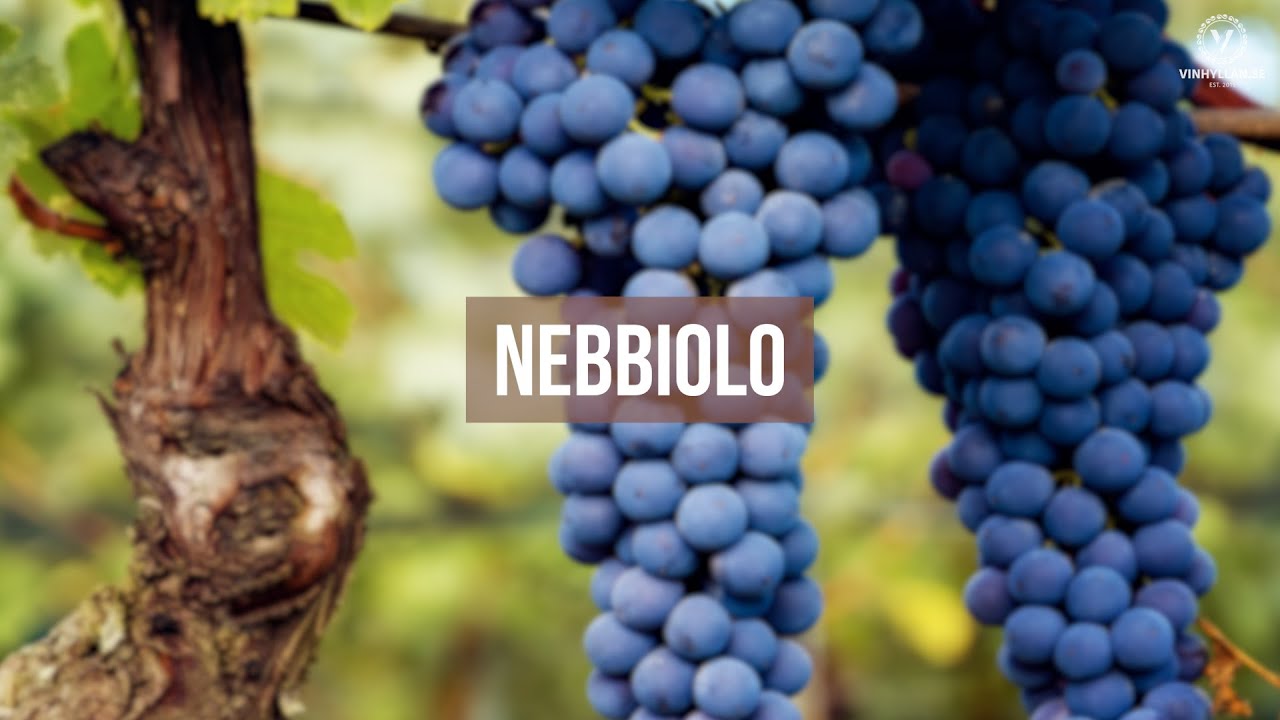 Nebbiolo
