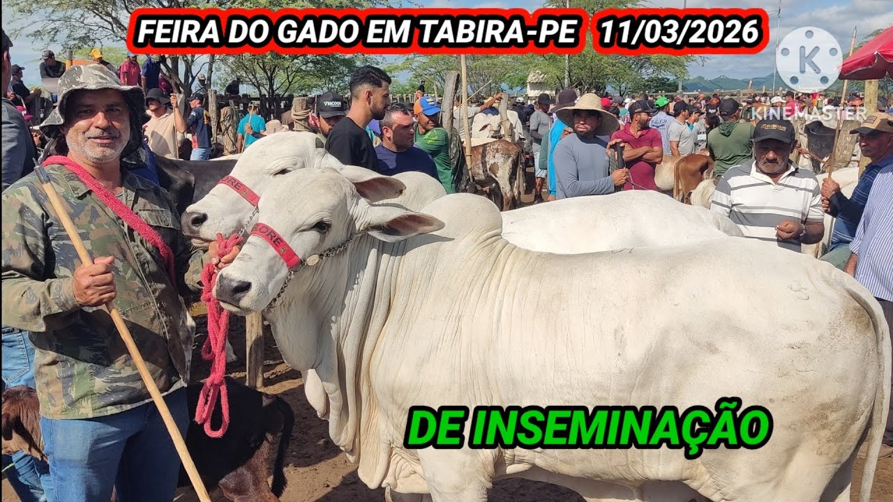 Feira de Gado de Tabira-PE dia 11/03/26