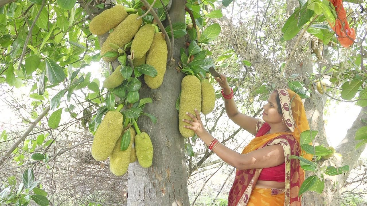 एक बार इस तरीके से कटहल की सब्जी बनाए तो उंगलिया चाटते रह जाओगे|JACKFRUIT RECIPE VILLAGE STYLE
