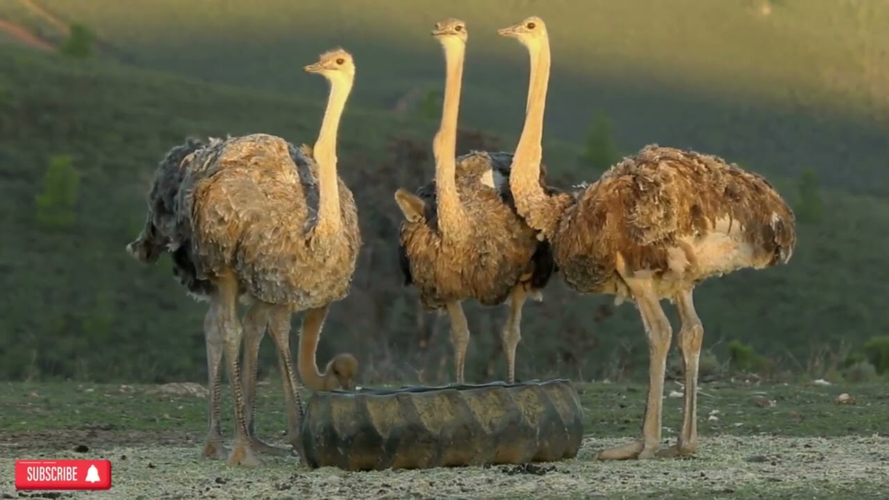 Ostrich  4K HD  (Dəvəquşu)