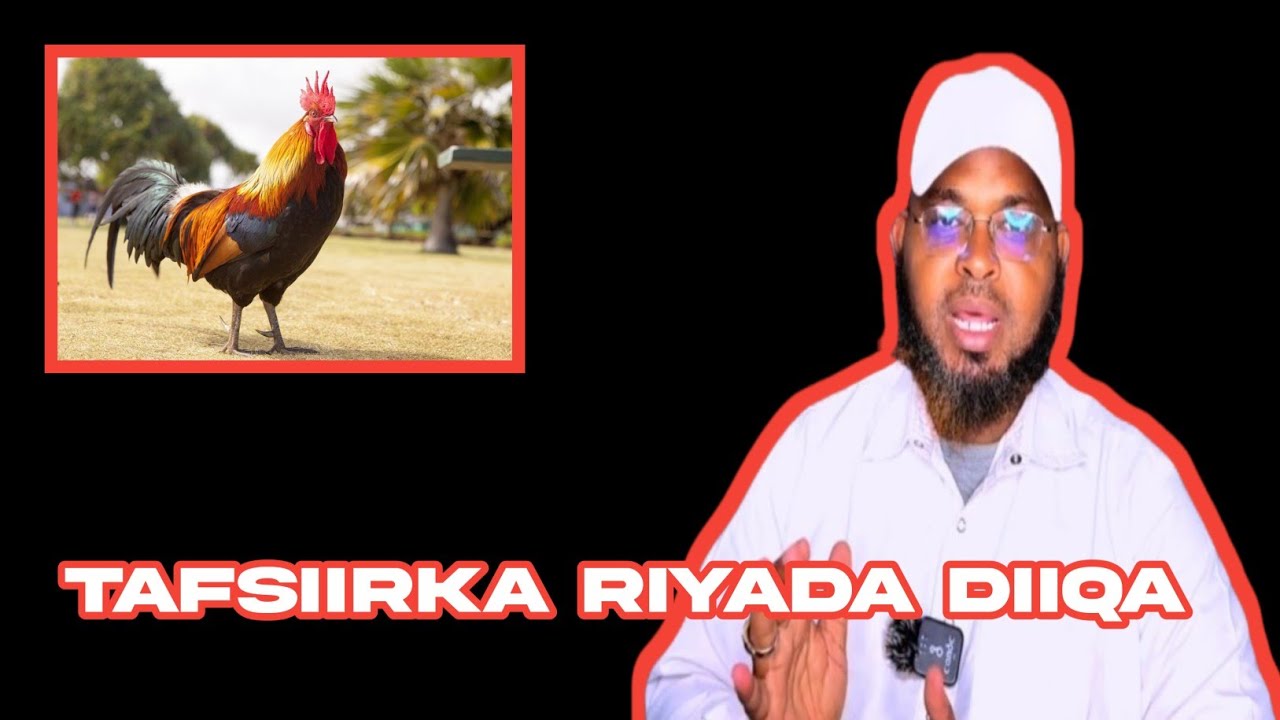 TAFSIIRKA RIYADA DIIQA 🐓