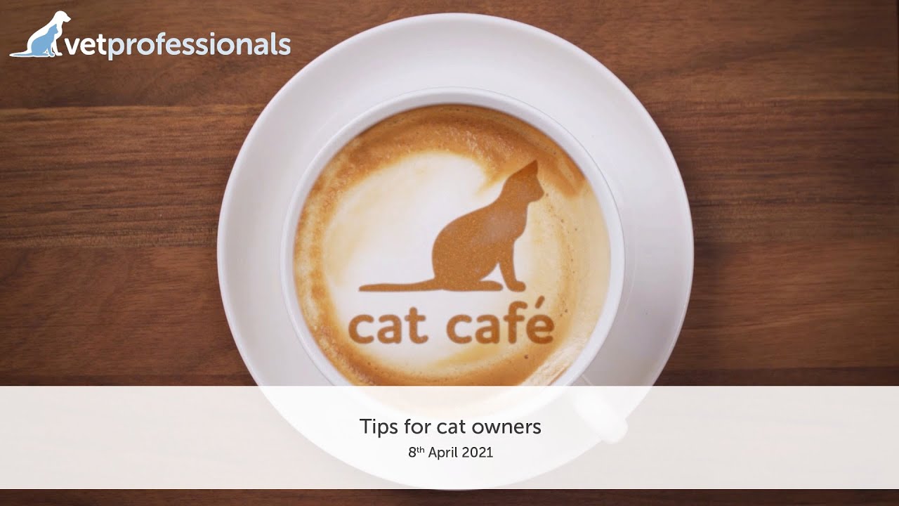 Tips for cat owners. 8th April 2021