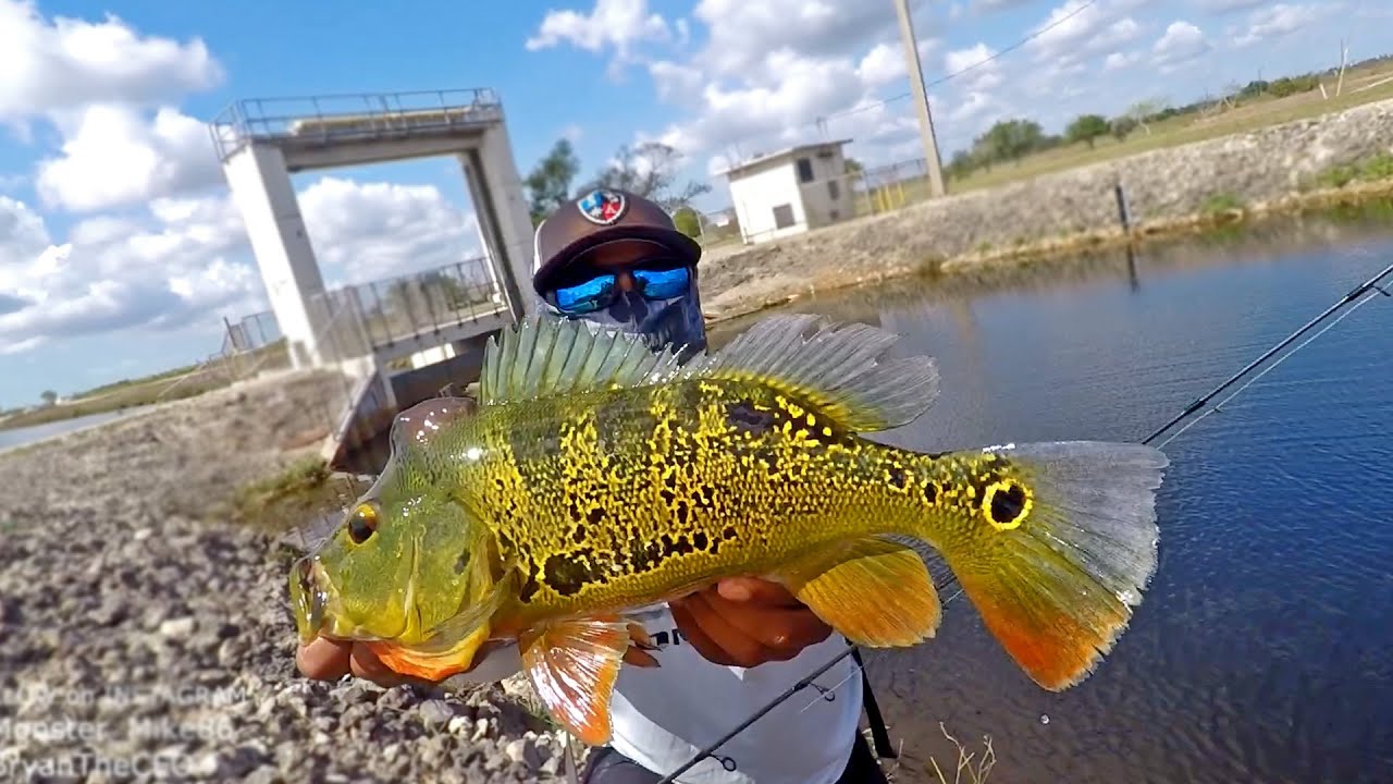 Chasing a World Record Peacock Bass | Monster Mike