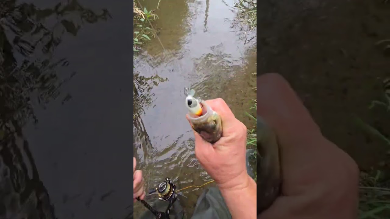 #fishing #chub #spinning
