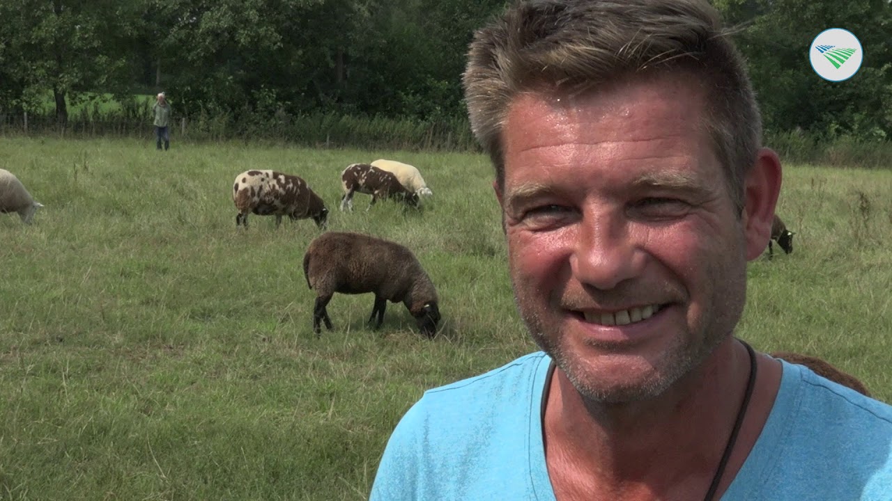 Spaanse bewakers voor Groningse kudde