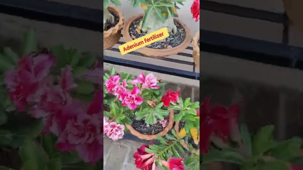 #adenium #adenium_care #adeniumfertilizer #short #fertilizer