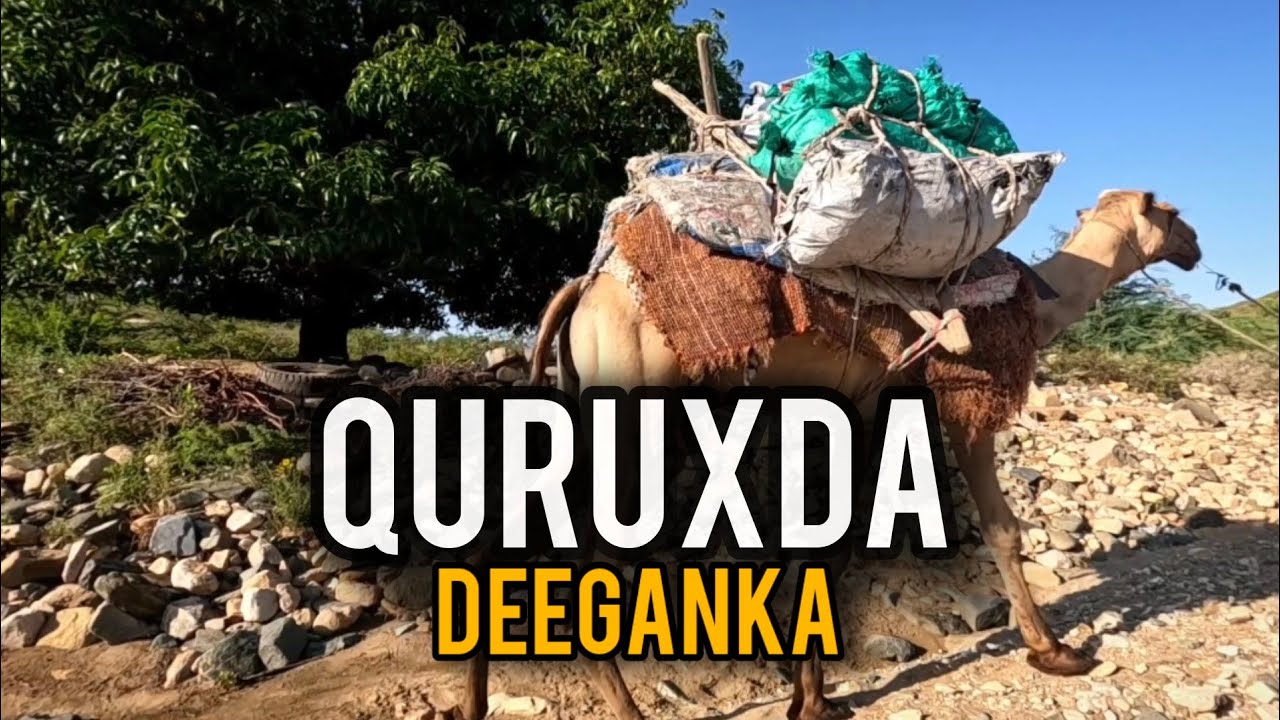 QURUXDA DARAY MACAANE | ROOB WAYN OO HELAY GOBOLKA AWDAL 2024
