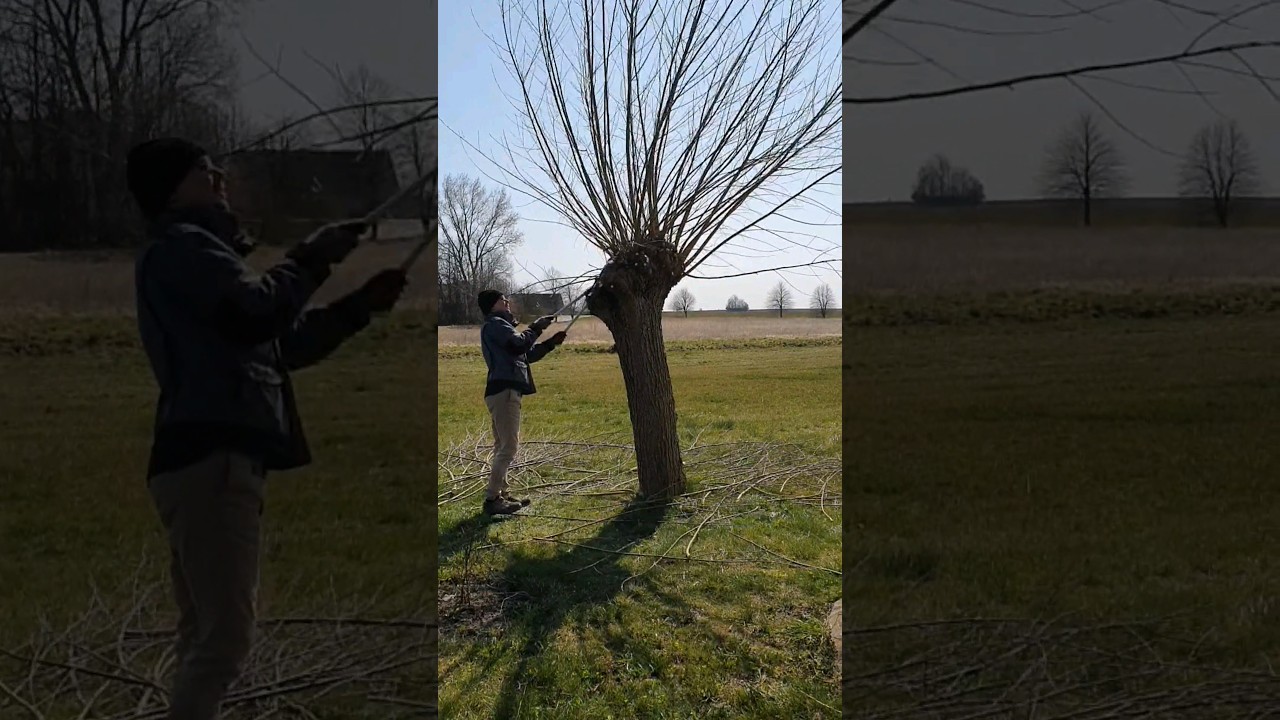 Before and After: Results of Pollarding Our Willow Trees #pruning #willow  #beforeandafter #shorts
