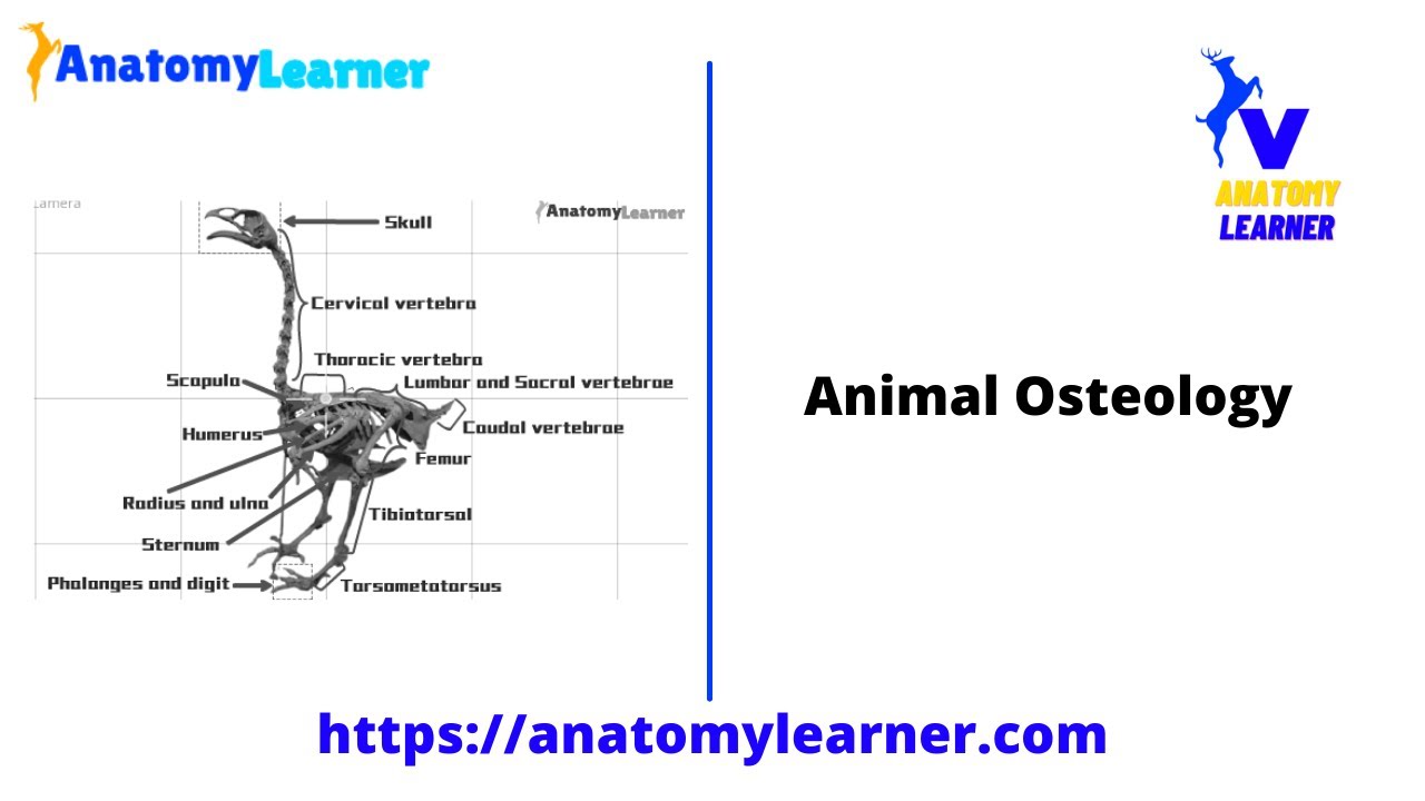Avian Osteology &ndash; 9+ Amazing Facts You Should Know