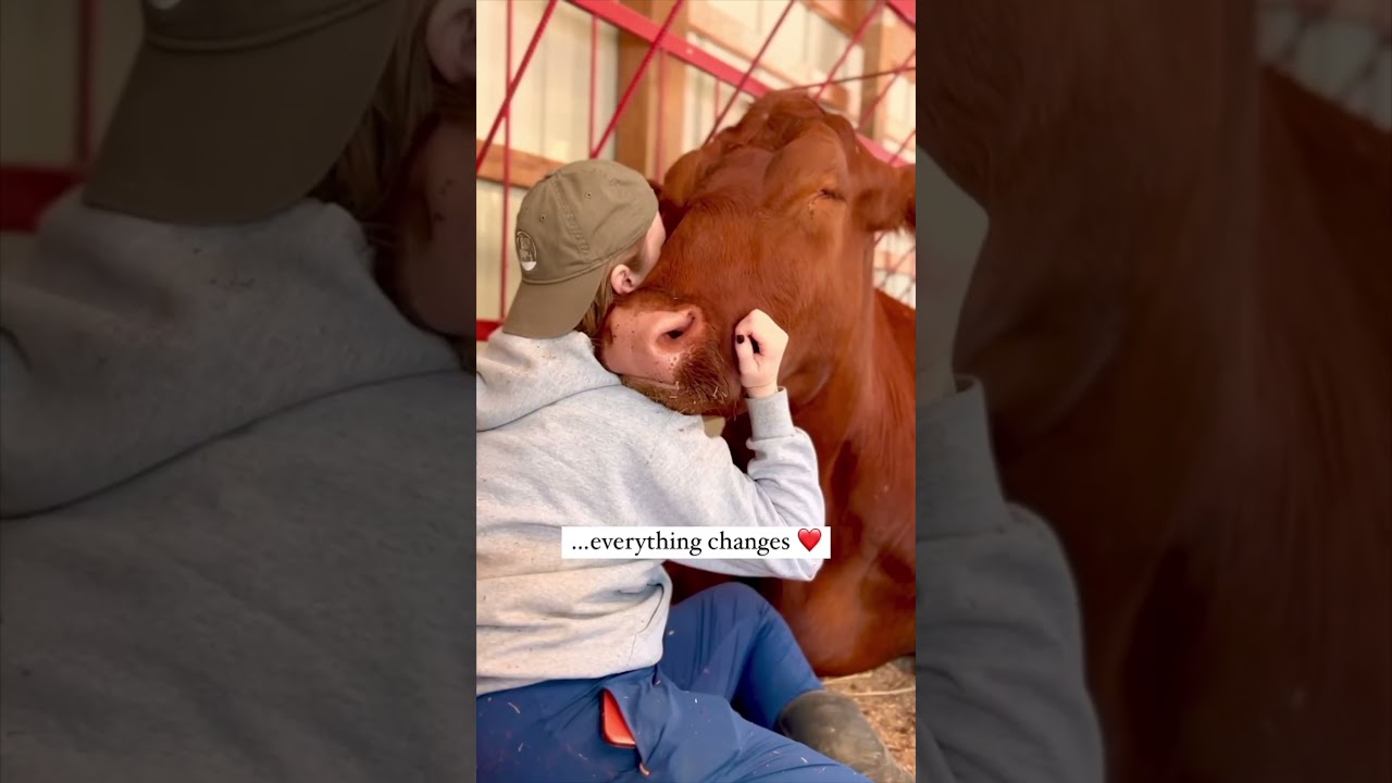Cow hugs are life changing 🥰  #cow #farmanimalrescue