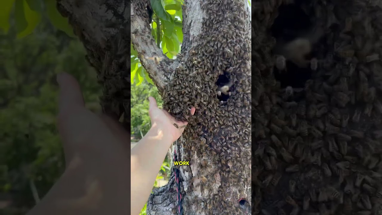 Getting bees out of a tree 30&rsquo; up and hoping to catch the queen