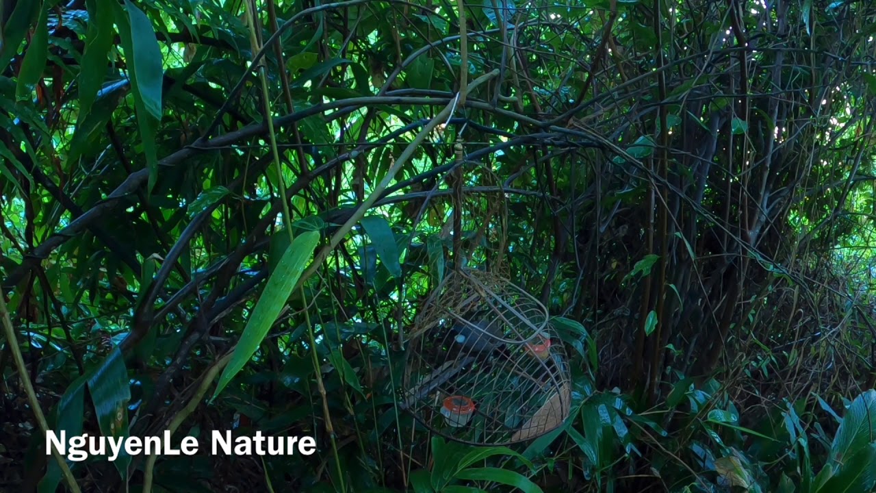 Bẫy Khướu da bò Lâm Đồng.