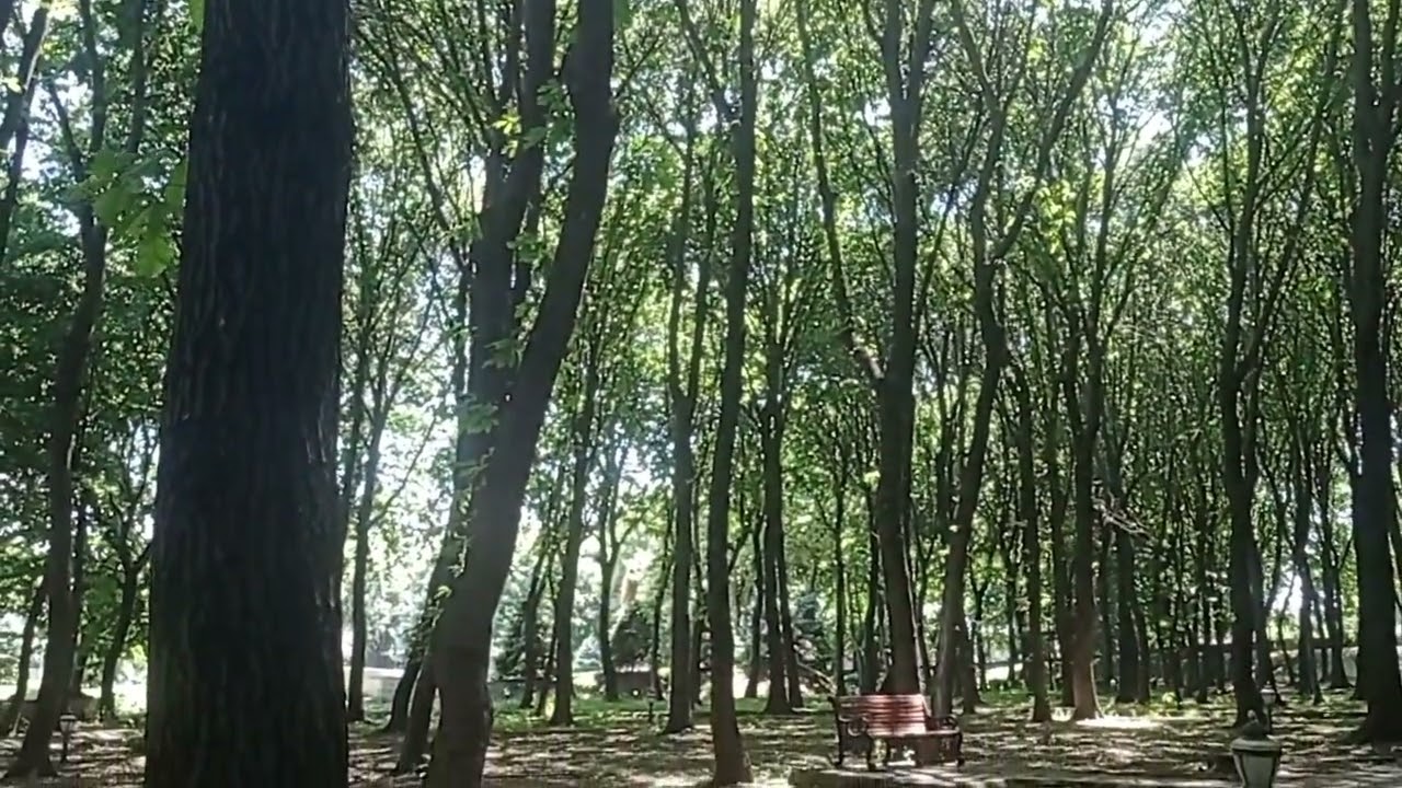 1 iyun Tovuz parkı...