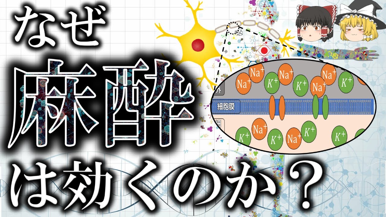 150年以上未解明だった全身麻酔のメカニズム【ゆっくり解説】