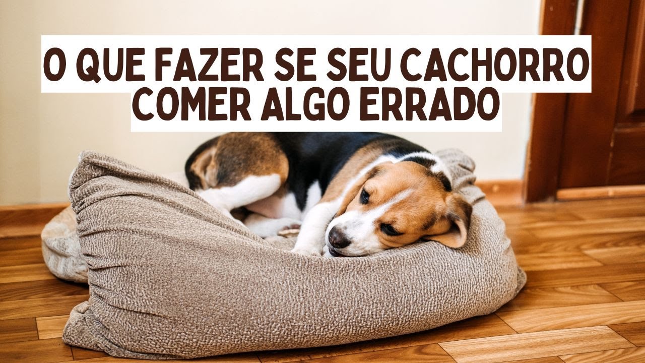 Meu cachorro comeu algo que n&atilde;o devia: veja como agir