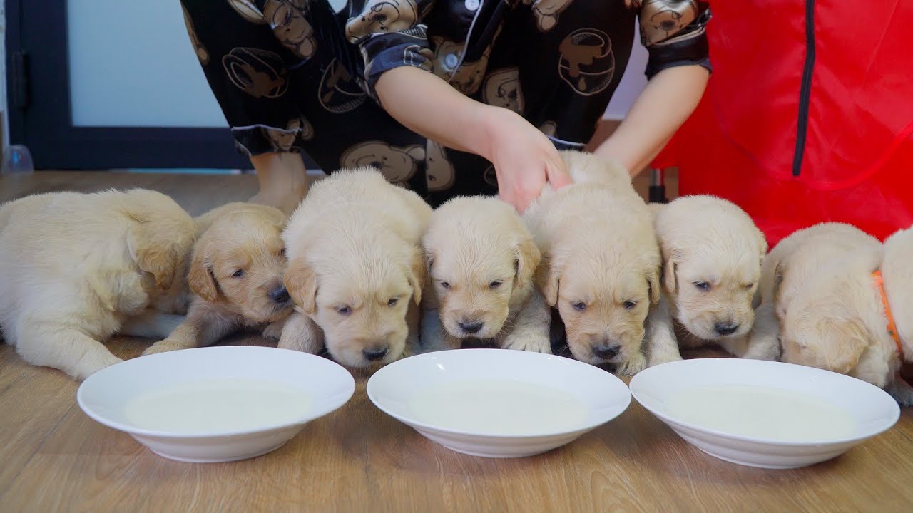 Newborn Golden Retriever Puppies Try Formula Milk for the First Time!