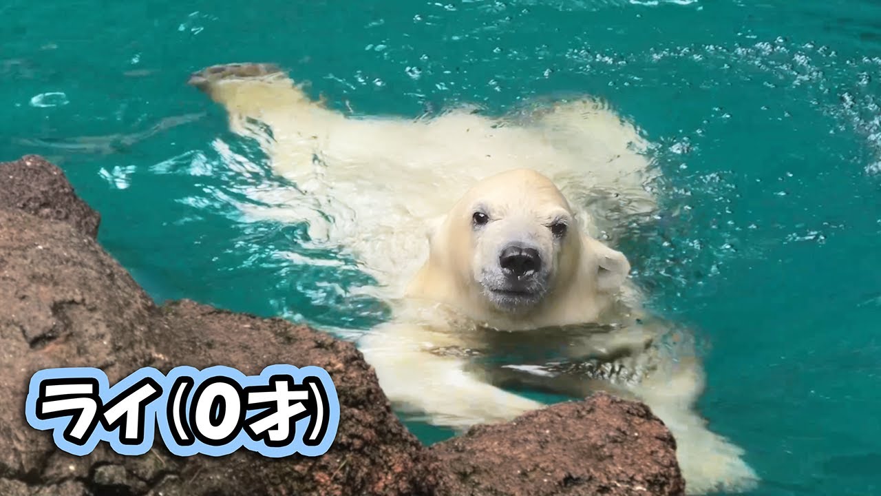 ライ イッちゃん よこはま動物園 ズーラシア｜Polar bear ホッキョクグマ シロクマ 赤ちゃん｜しろくまTV