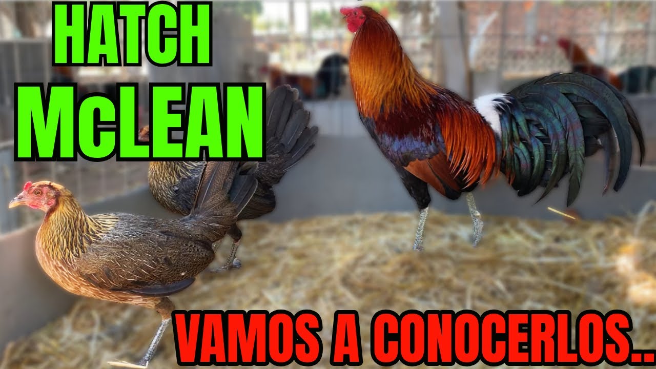 HATCH McLEAN... APRENDIENDO SOBRE SU ORIGEN