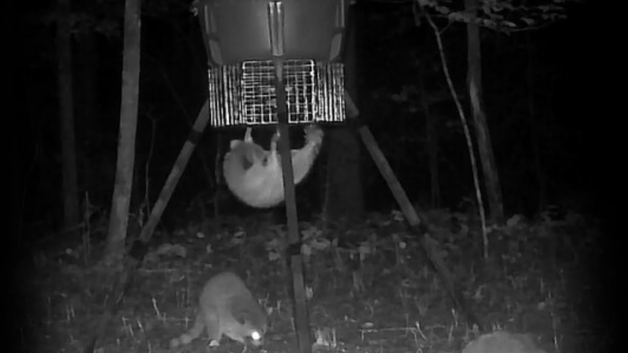 Moultrie Game Feeder Varmint Guard | This Solved My Racoon Problem! 🦝