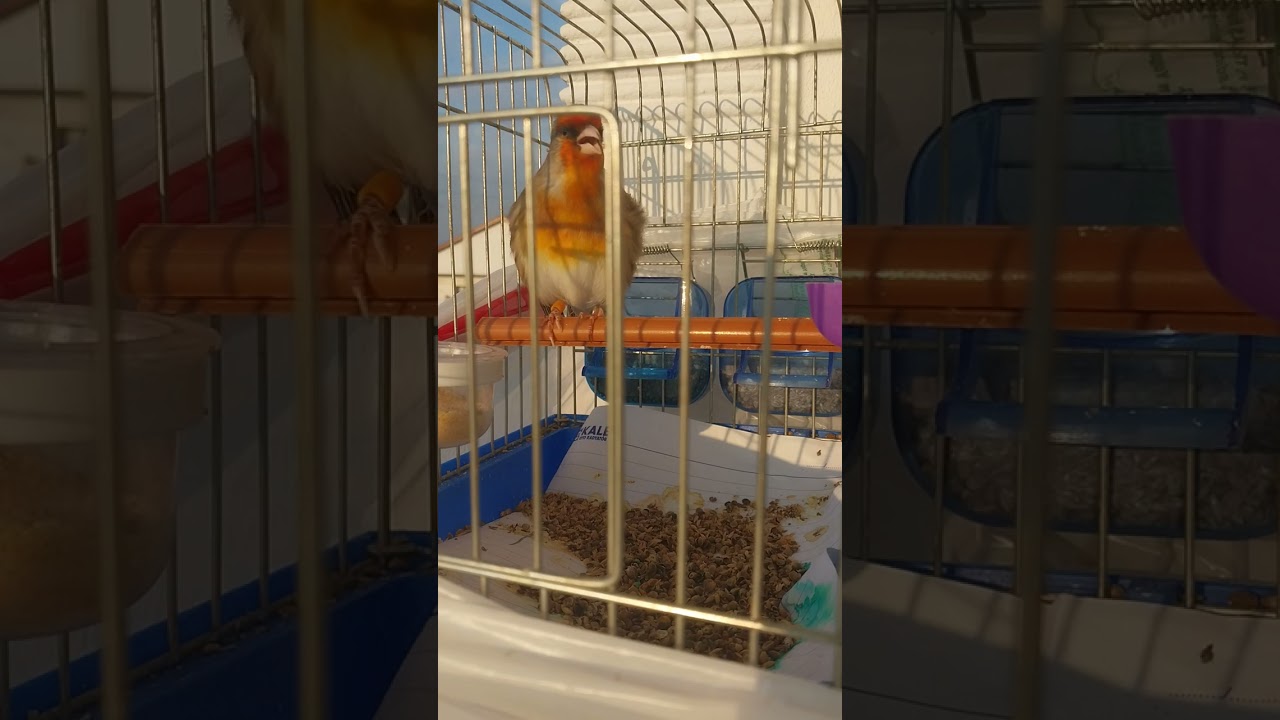 Saka melezi saka ötümlü balkon keyfi güneşte lazim