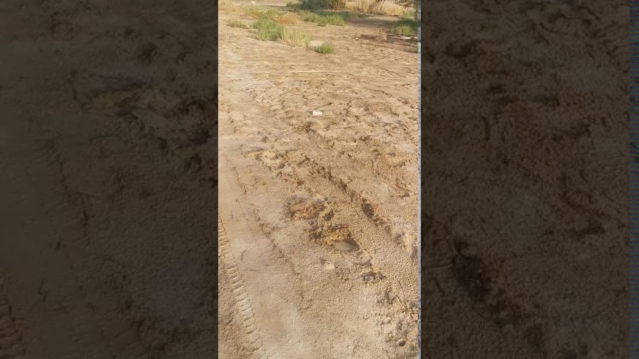 النخل والنحل في نجم الدبران
