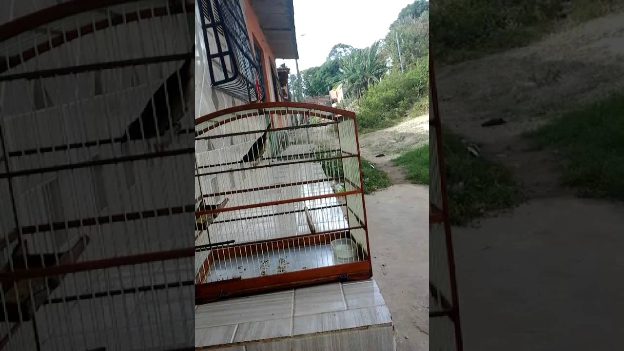 Trinca ferro rei o menho de são luis Maranhão