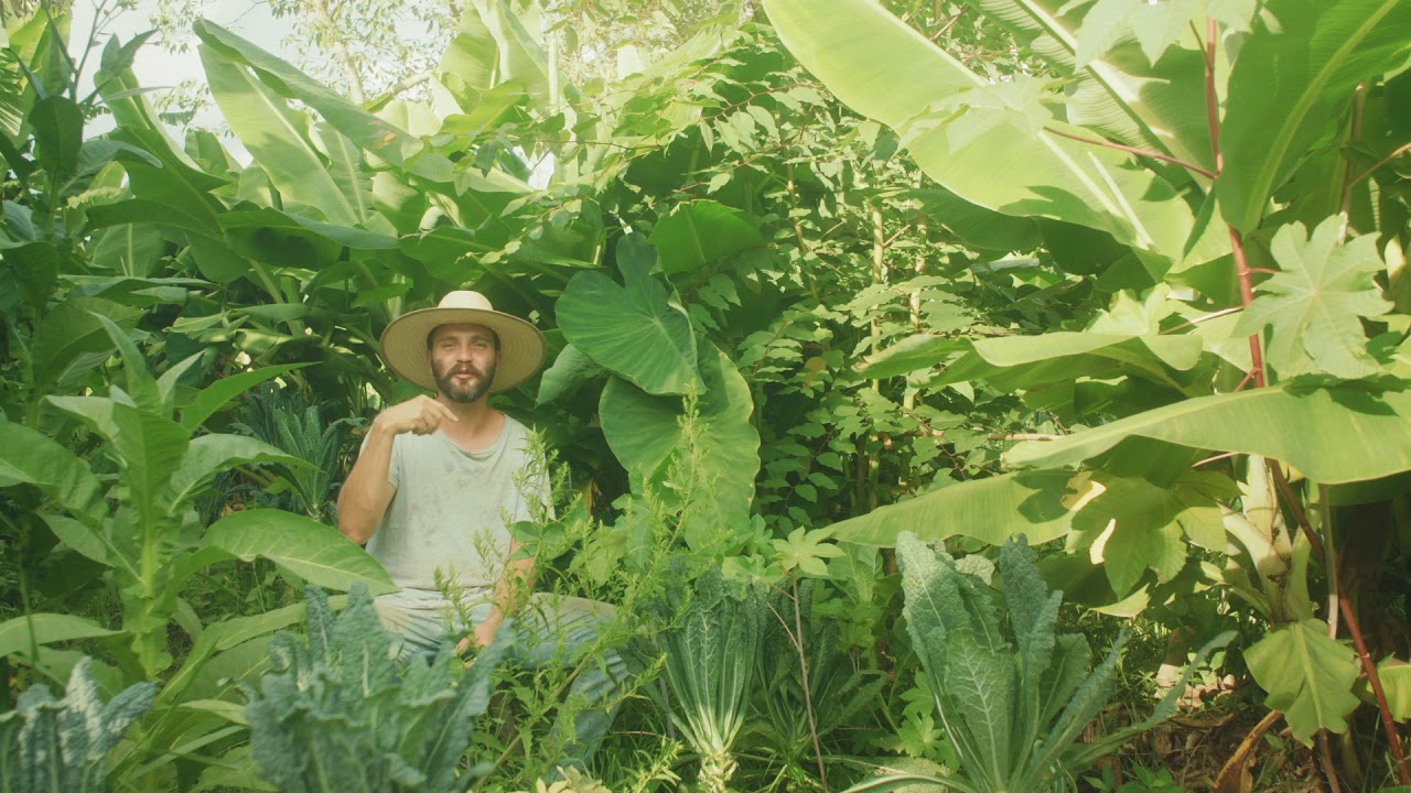 Agrofloresta, Uma Alternativa ao Dinheiro