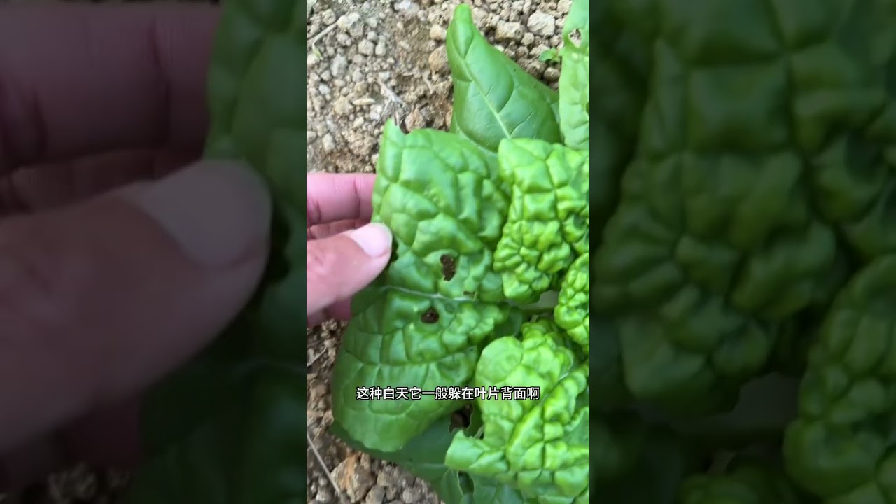 春秋蔬菜从播种到收获的完整指南