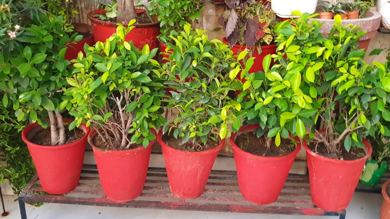 All About Ficus Plant || Fun Gardening
