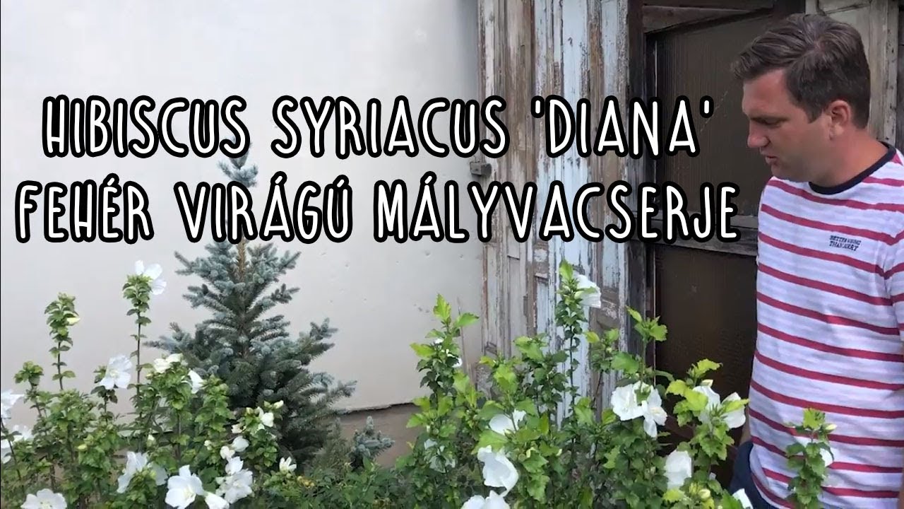 Hibiscus syriacus 'Diana' - Feh&eacute;r vir&aacute;g&uacute; kerti m&aacute;lyvacserje