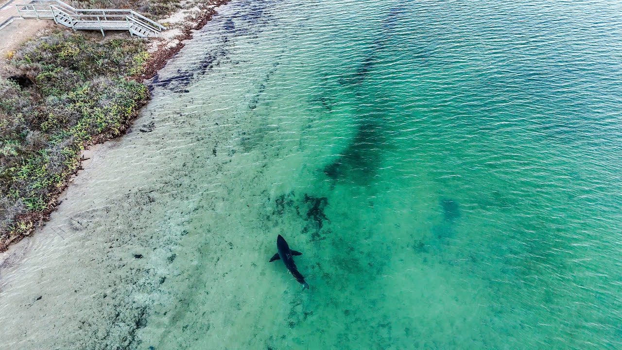 GREAT WHITE SHARK chases seal and swims within meters of the shoreline in South Australia