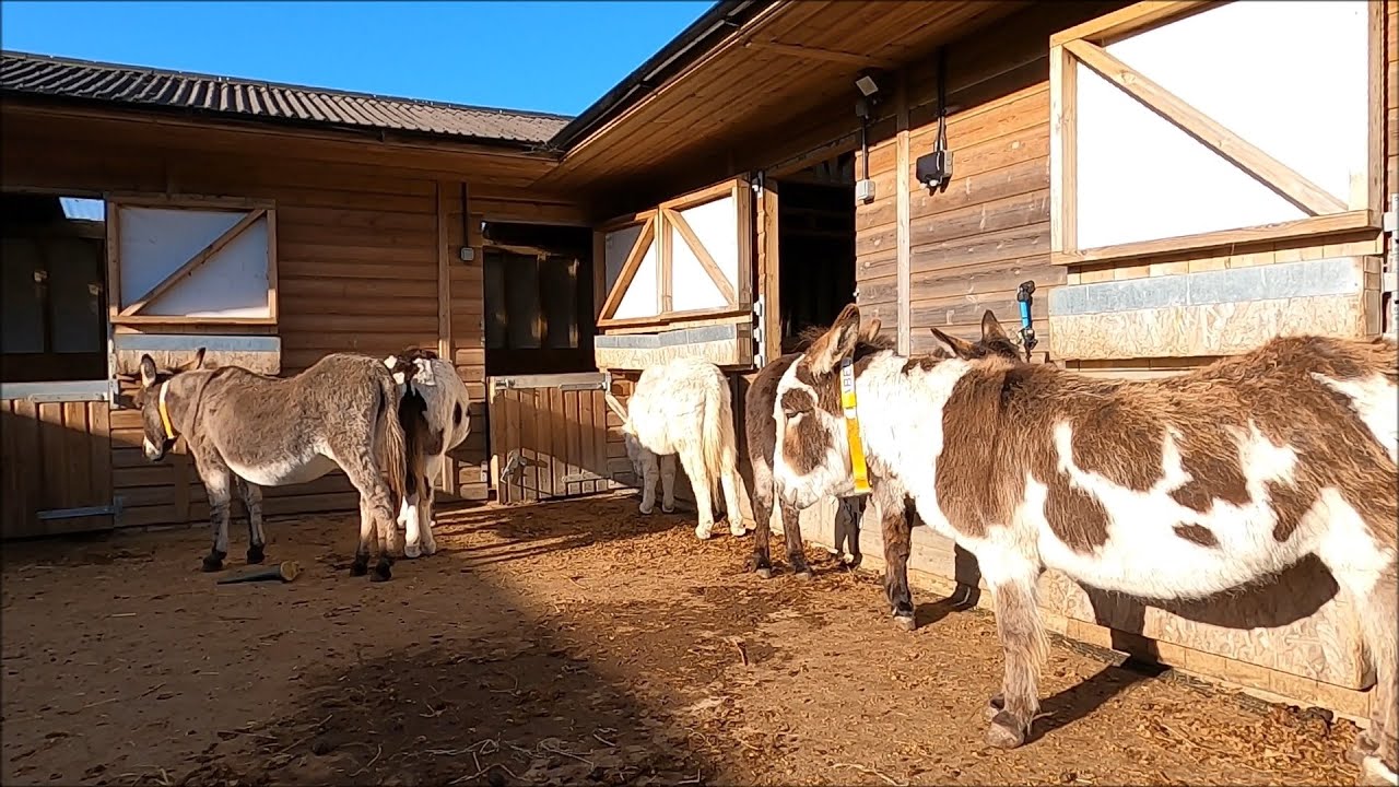 Virtual Tour Of The Isle Of Wight Donkey Sanctuary - Wroxall - November 2021 | kittikoko #donkeys