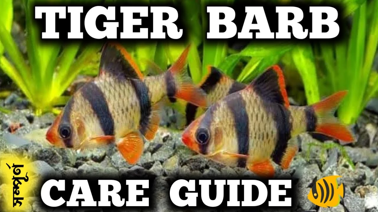 Tiger Barb || Tiger Barb Fish Complete Care Guide in Bengali || Expert Aquarist