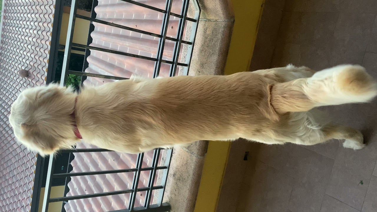 Il mio Golden Retriver abbaia