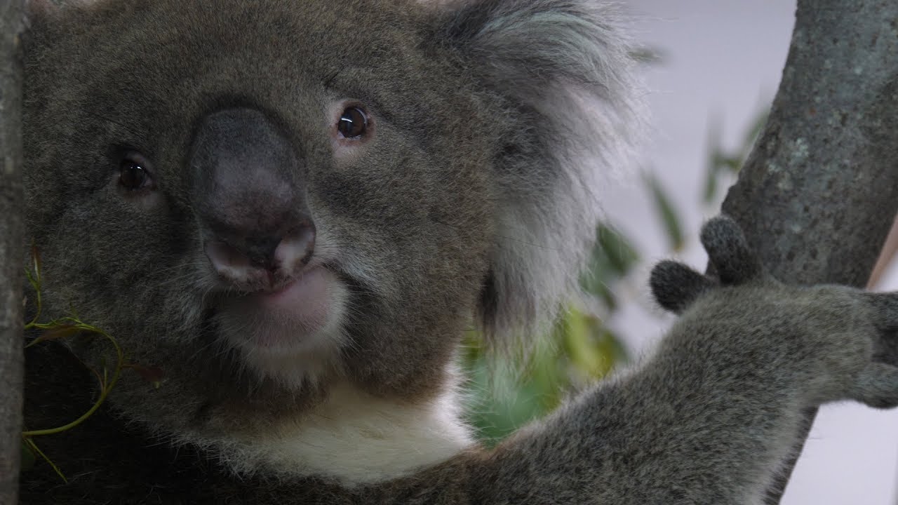 A new arrival at Koala Creek... Burke the male Koala!