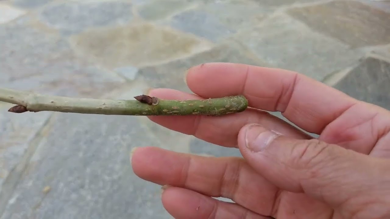 Successfully rooting Pakistan Mulberry cuttings   Part 1