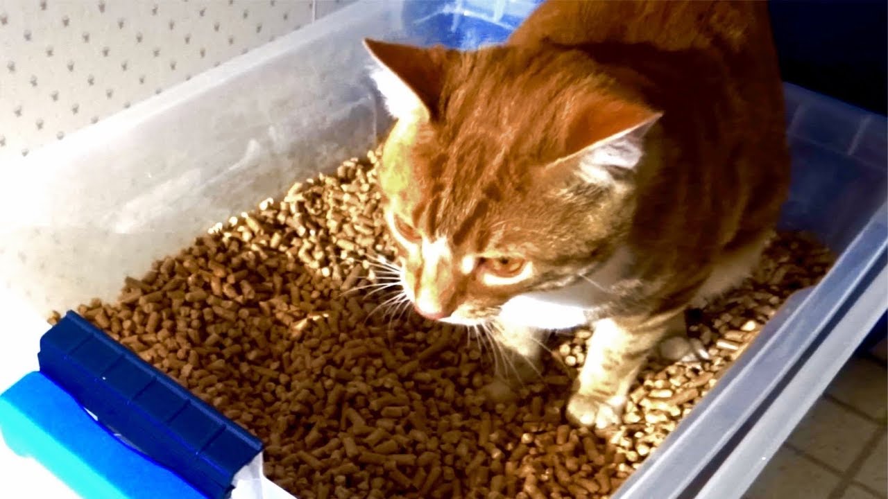 Best Cat Litter-Box Combo - homemade, safe & low-cost!