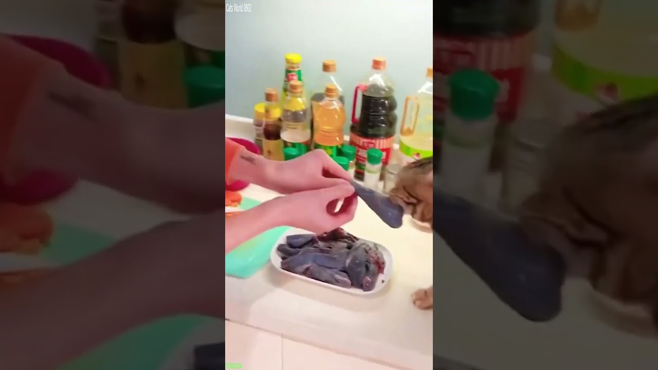 Милые котята 😅 Постарайтесь не засмеяться 😾 # Часть 7589