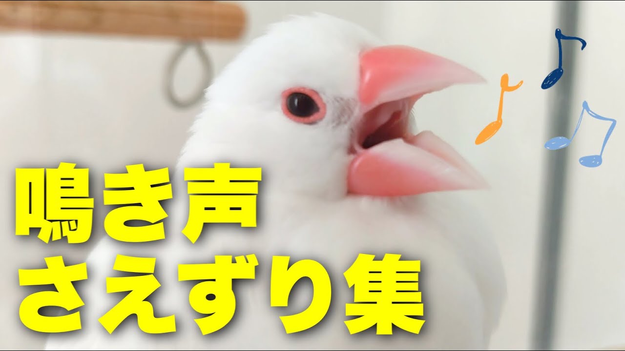 【文鳥の鳴き声とさえずりを集めました】‘’Java sparrow‘’‘’Java bird‘’‘’Java finch‘’‘’문조‘’