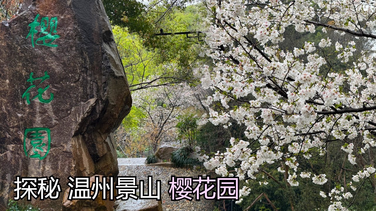 VLOG 148 | 探秘温州景山樱花园 | Explore the Secret Cherry Blossom Garden