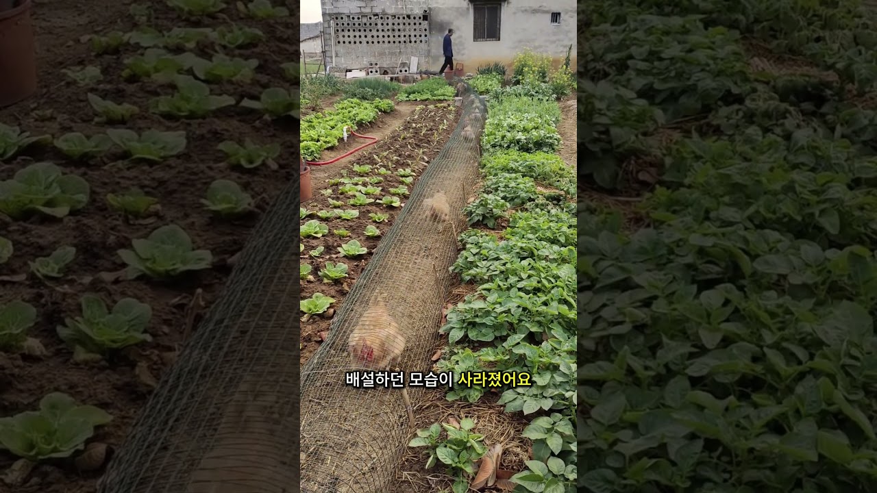 터널식 닭 사육 모델의 발명가는 정말 천재예요!