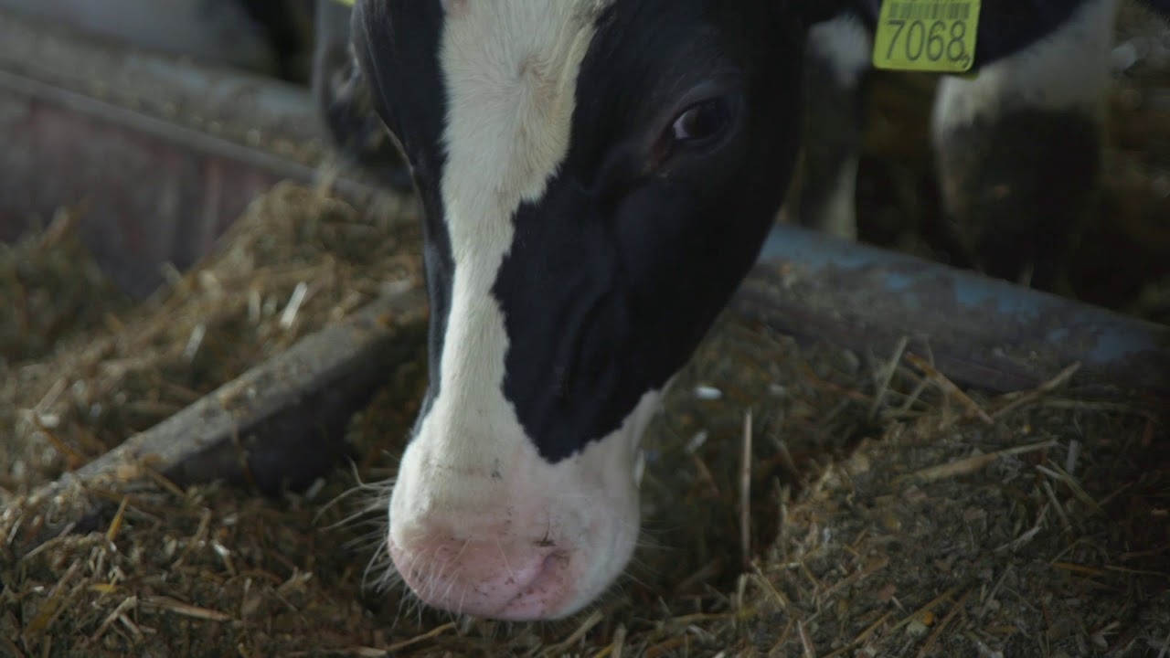 Mužlai   Farma krava