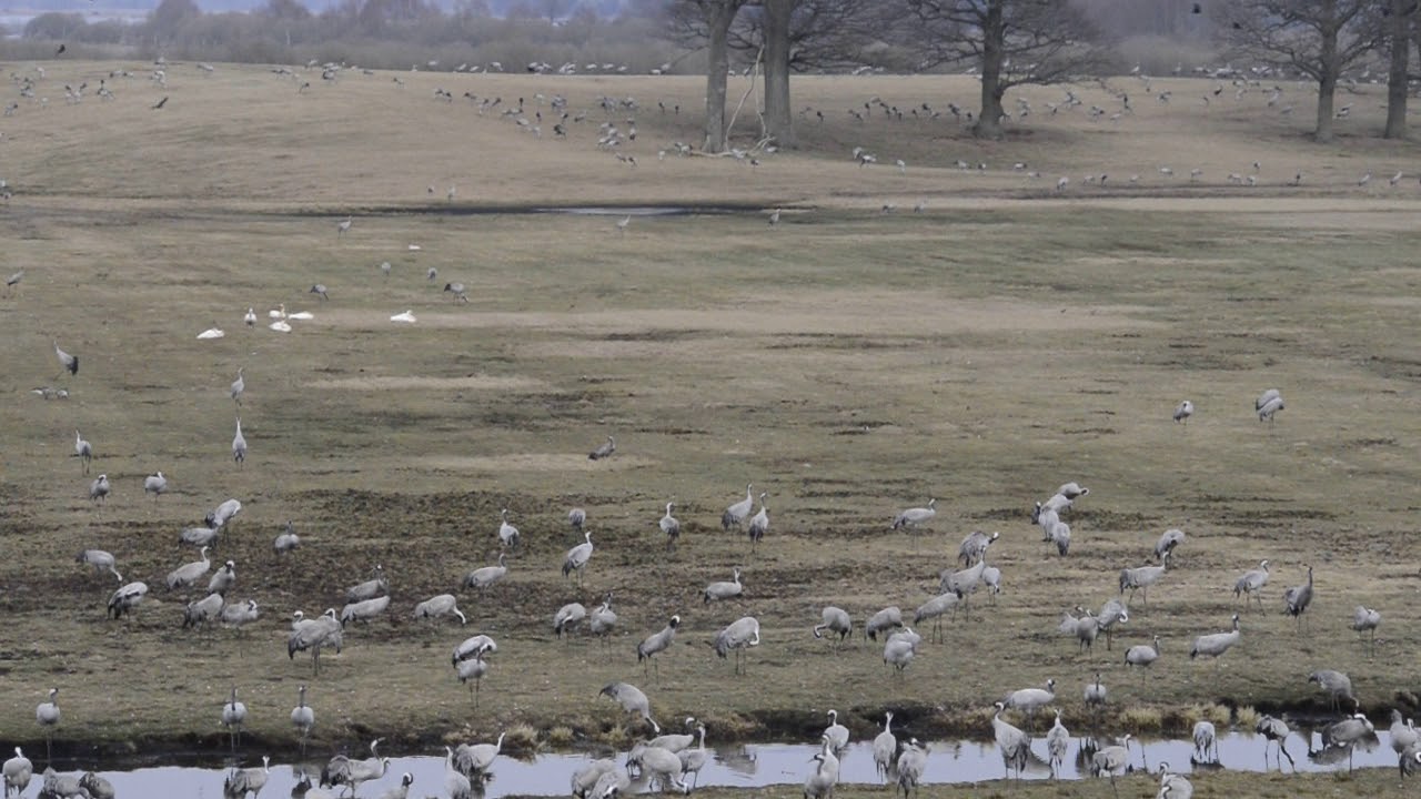 Hornborgarsj&ouml;n 19 04 06
