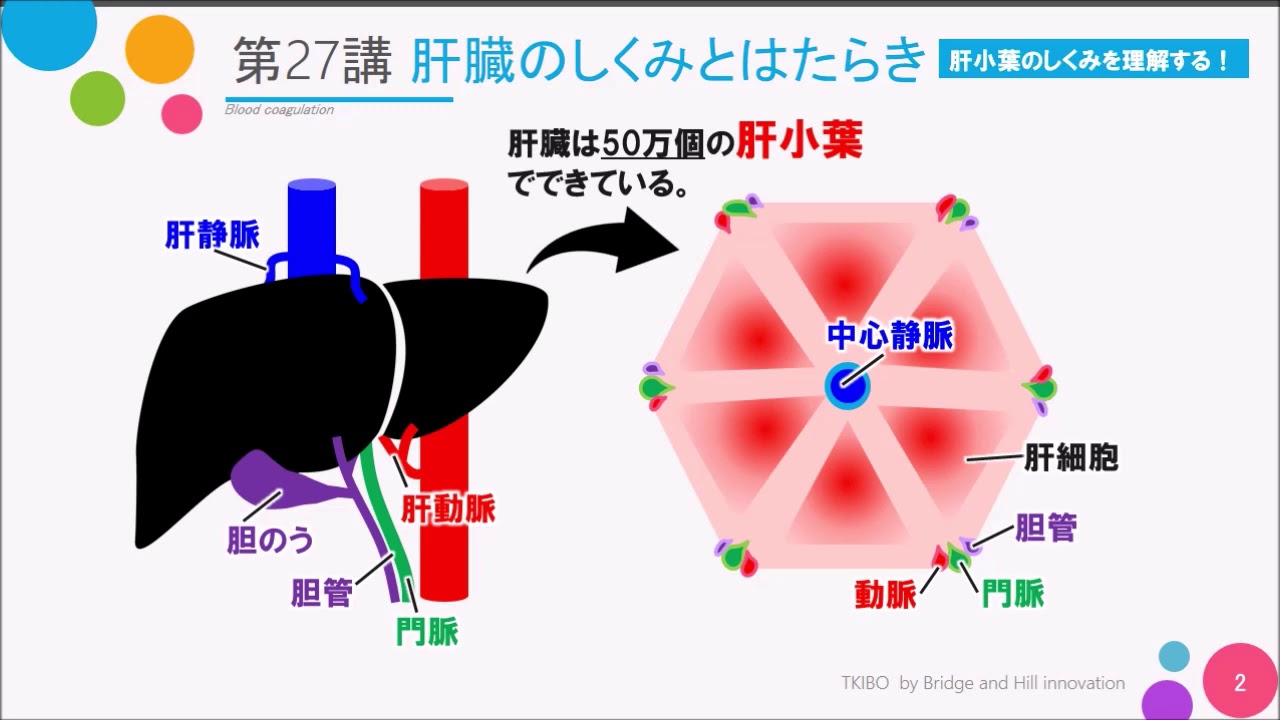 【高校講座 生物基礎】第27講「肝臓のつくりとはたらき」