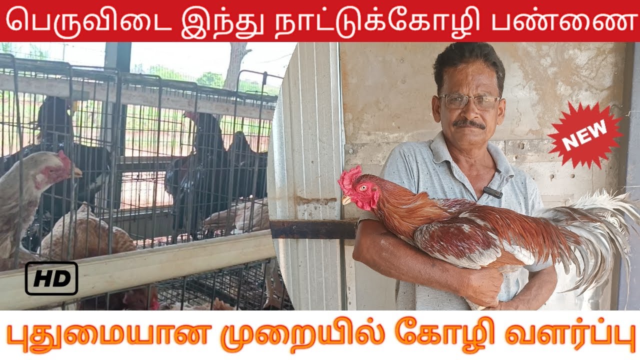கோழி வளர்ப்பு இவ்வளவு ஈஸிசா, ஒரே இடத்தில் 2000 கோழியா , கேஜ் முறையில் வளர்ப்பு
