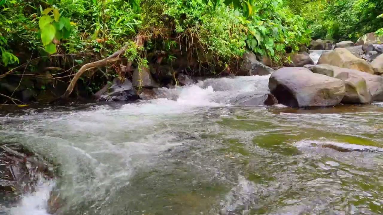Babbling Creek Ambience for Focus • 1 Hour Natural Water Stream for Clarity & Productivity 4K