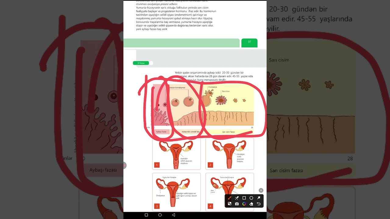 İnsand cinsiyyət sistemi. 8-ci sinif yeni dərslik